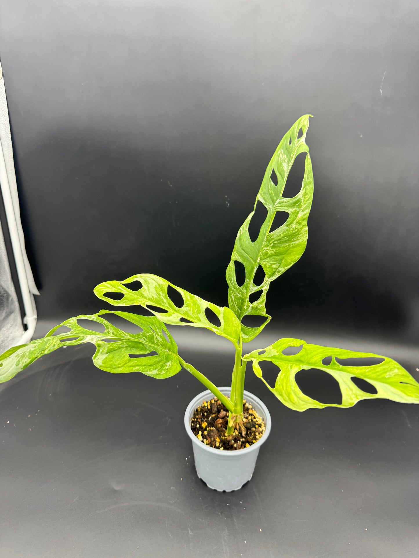 Monstera Adansonii Indonesian Marble