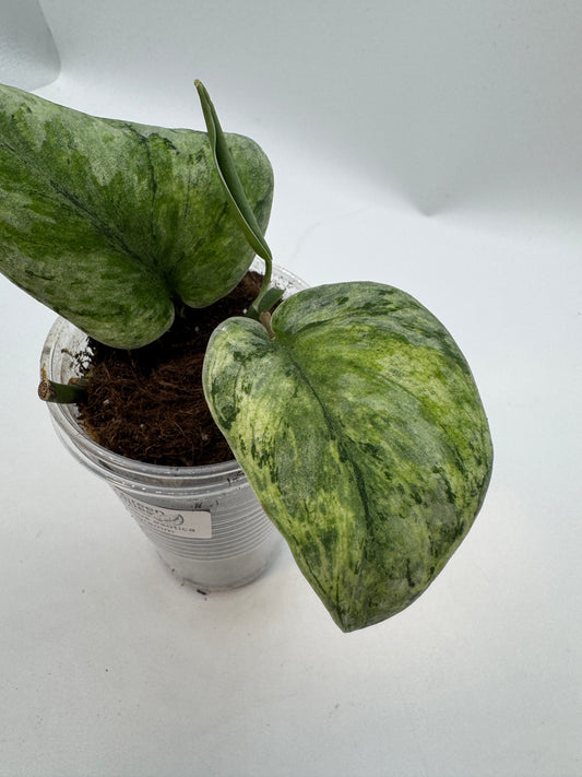 Scindapsus exotica Hologram