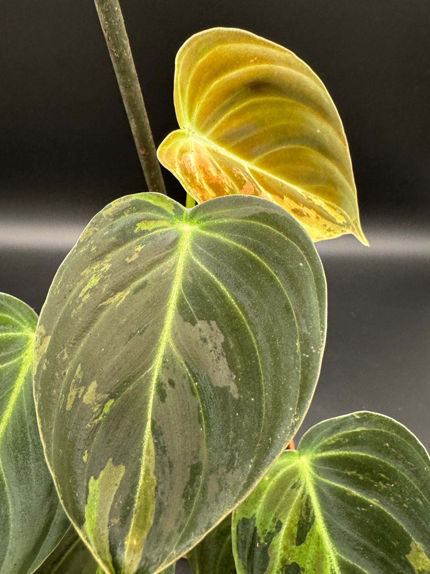 Philodendron melanochrysum variegata