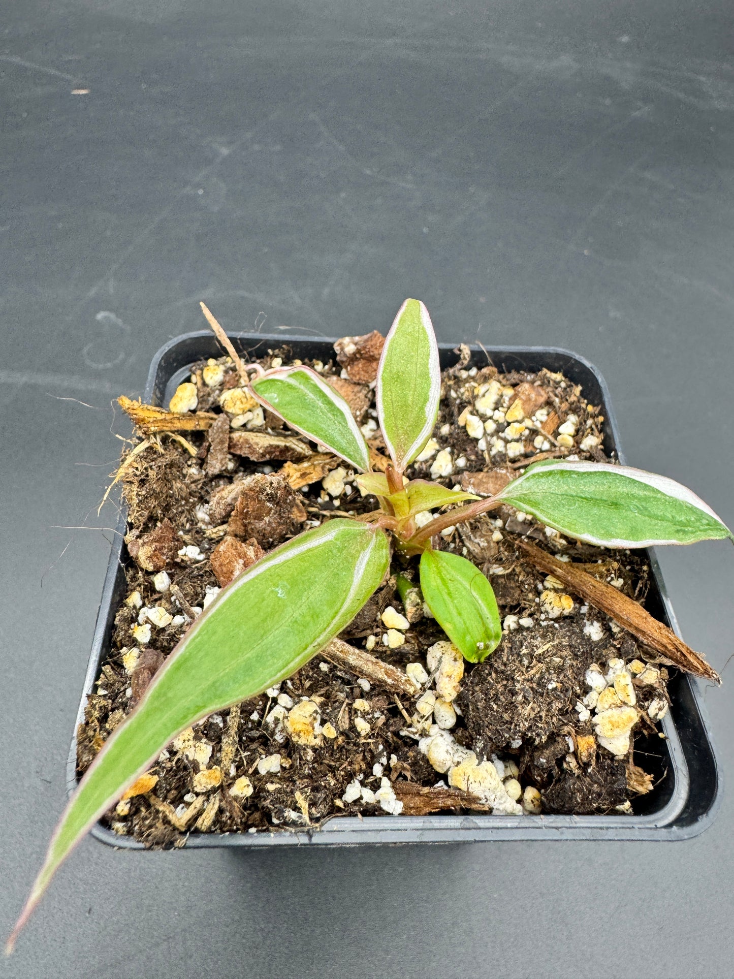 Philodendron micans velvet halo variegata
