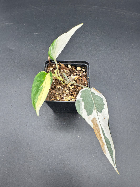 Epipremnum pinnatum Ghostie mit 2 austrieben.