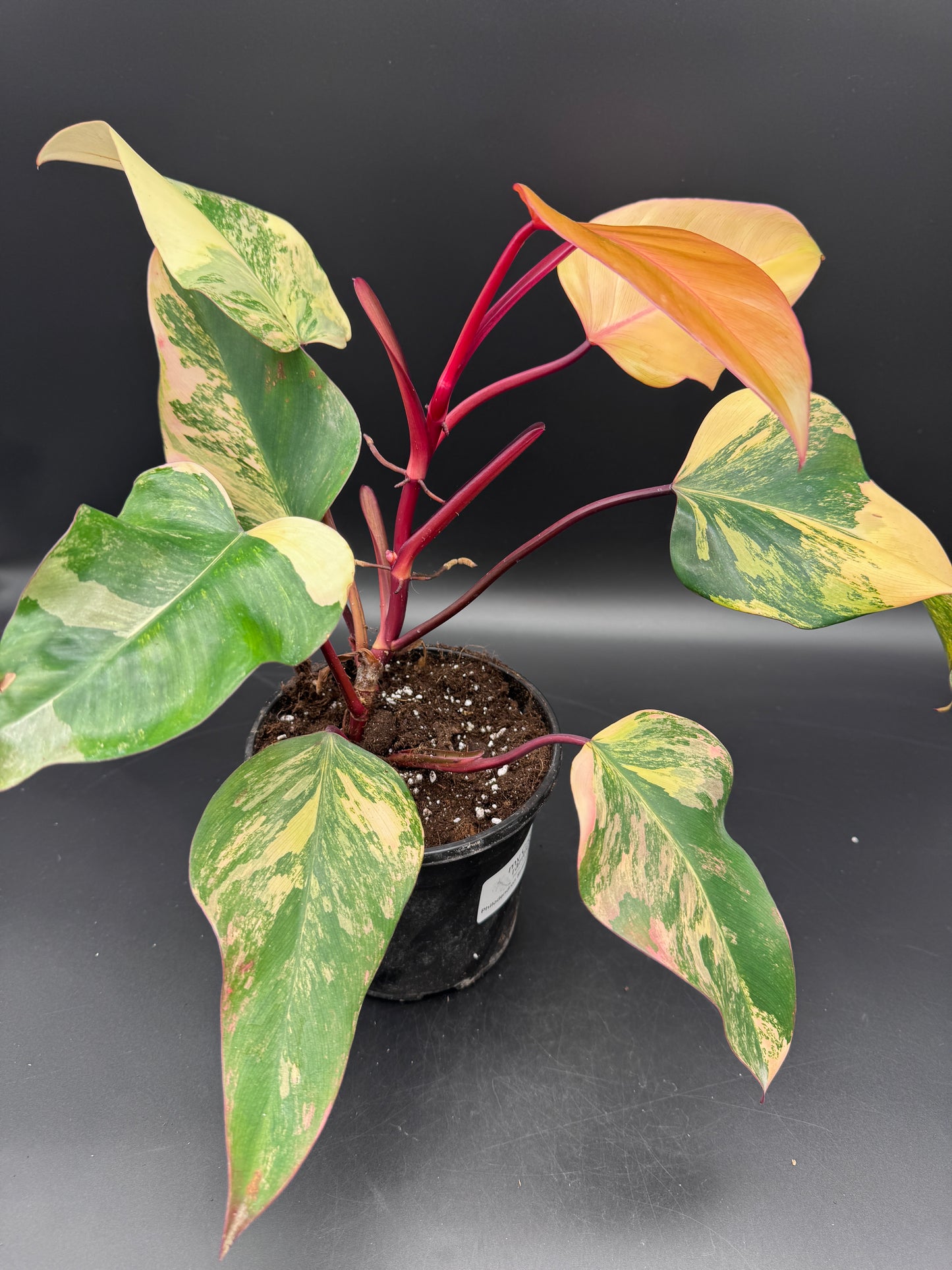 Philodendron strawberry Shake