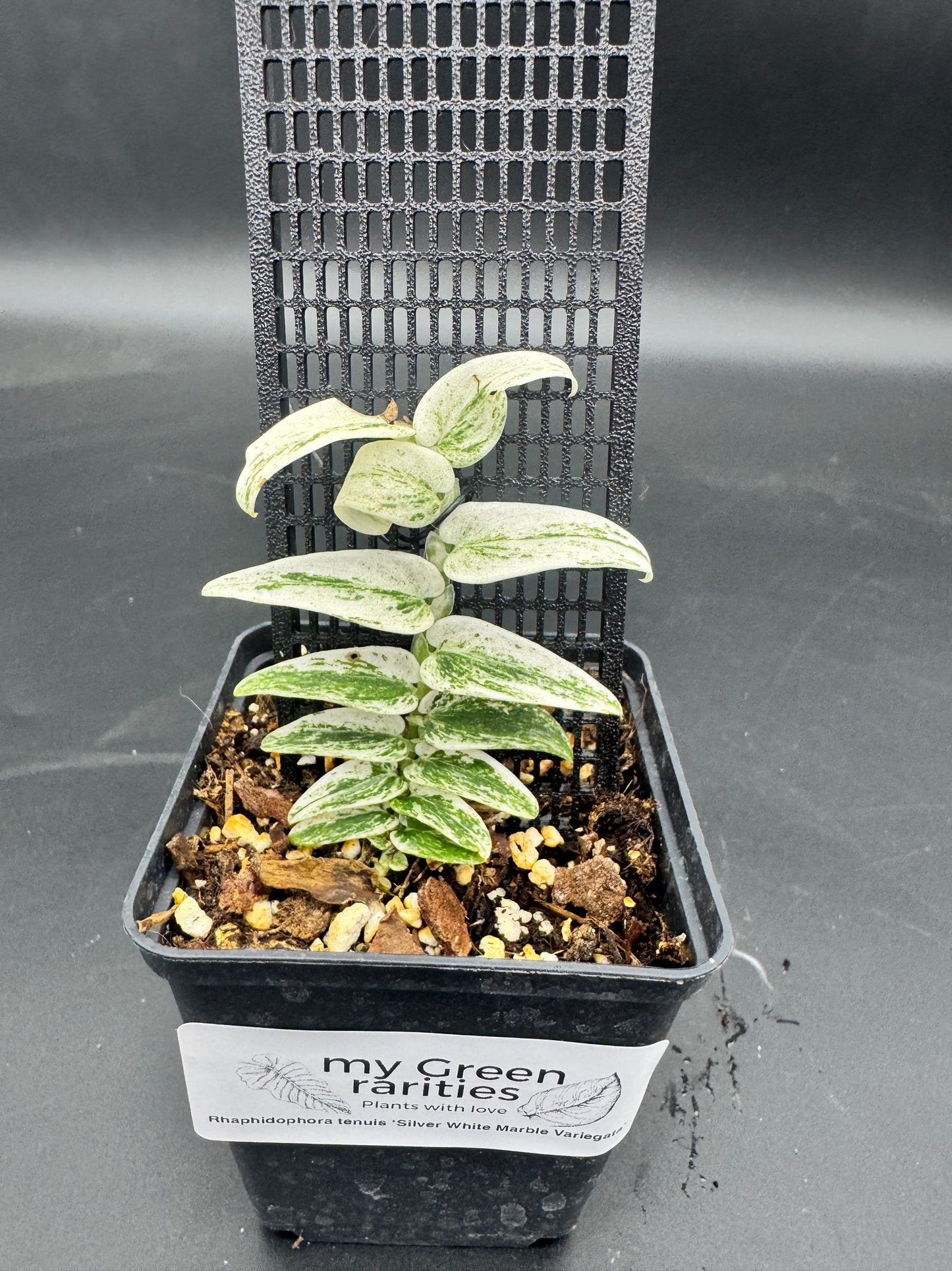 Rhaphidophora Tenuis Silver white Marble variegata