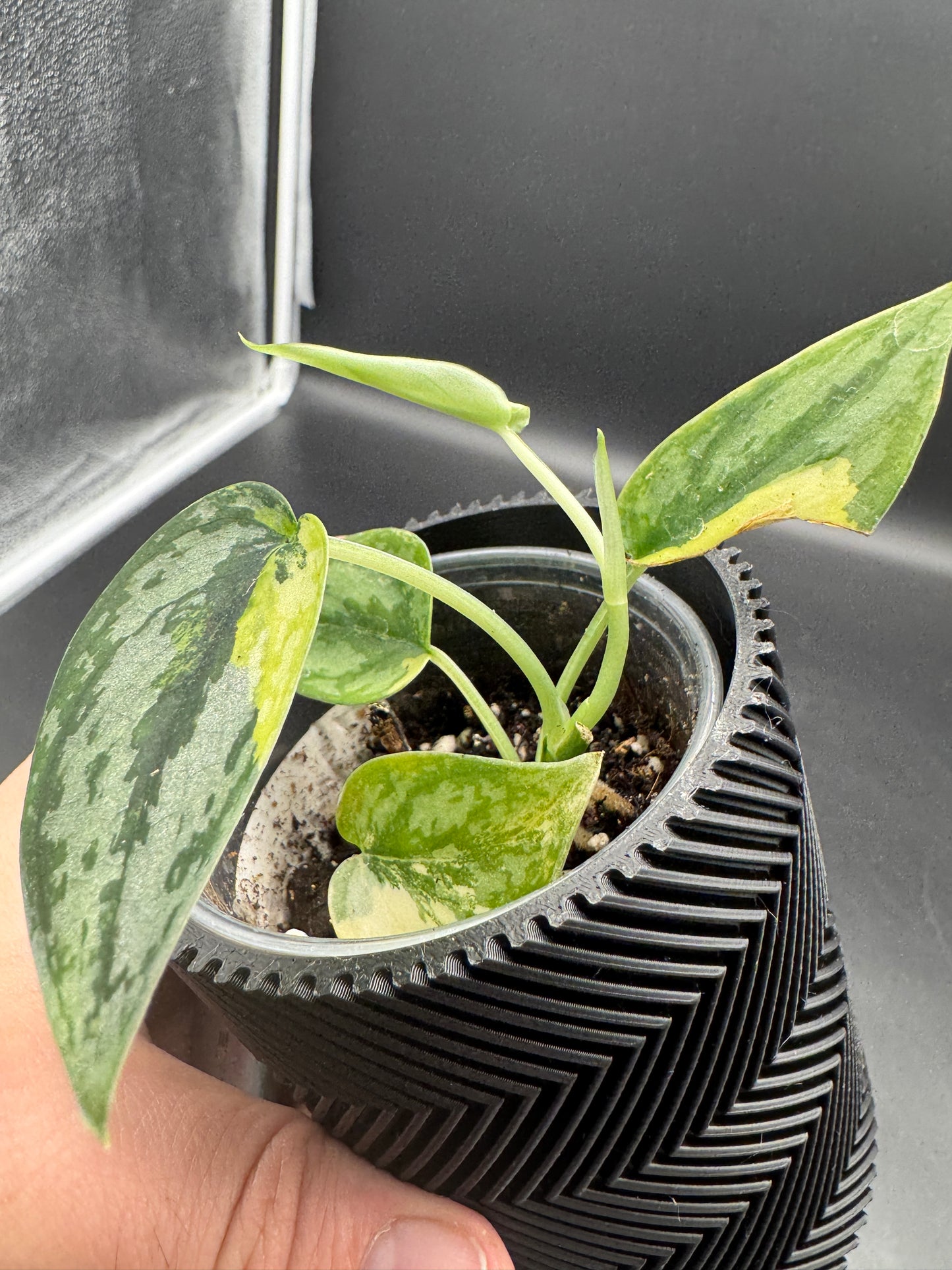Scindapsus Apolaki