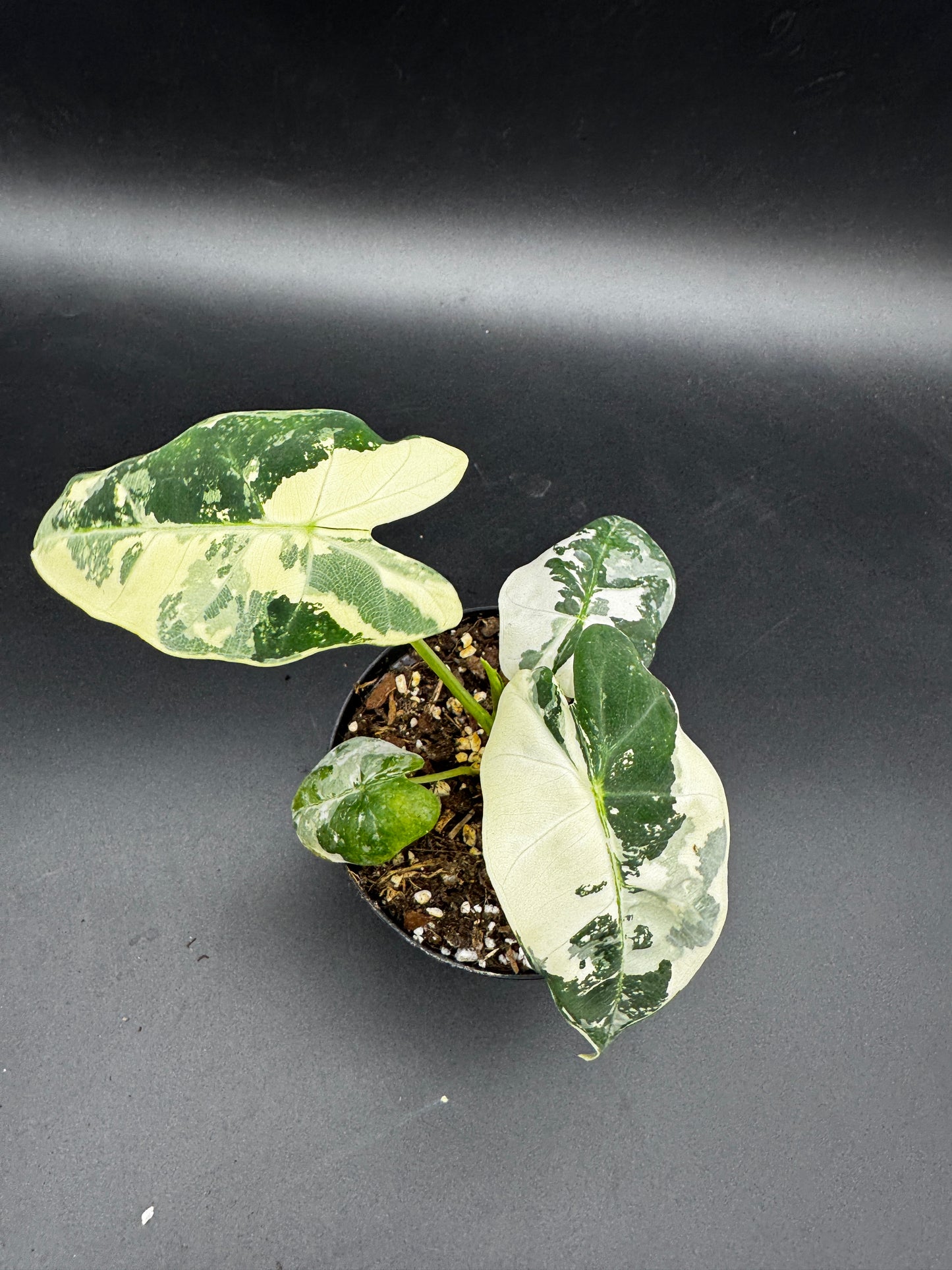 Alocasia Frydek variegata