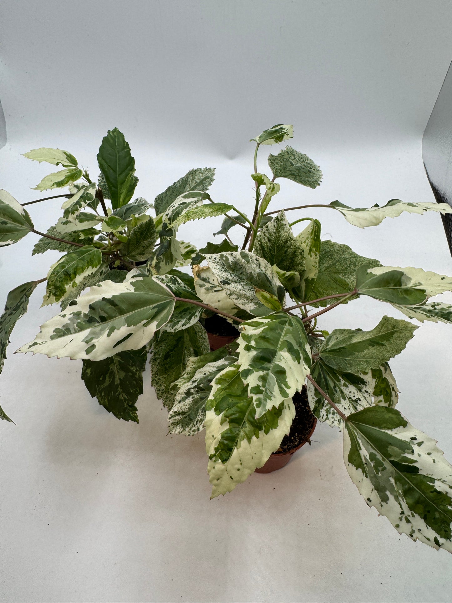Hibiskus variegata