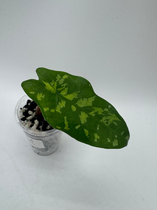 Alocasia Boyceana ‚Shattered Glass‘