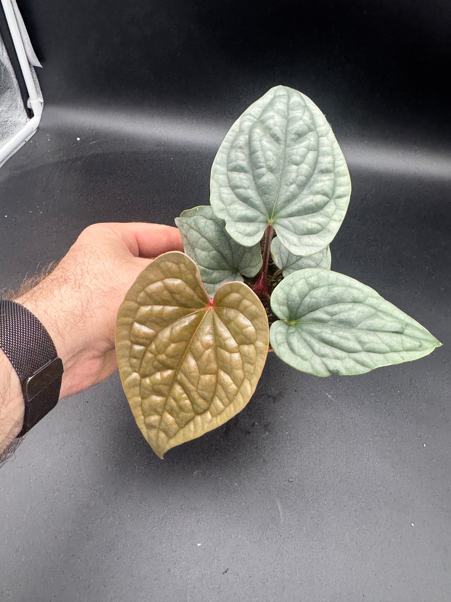 Anthurium Luxurians