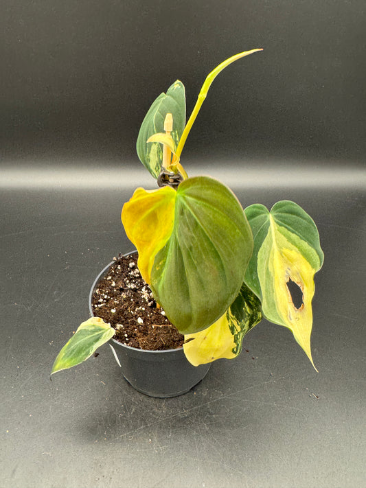 Philodendron micans variegata