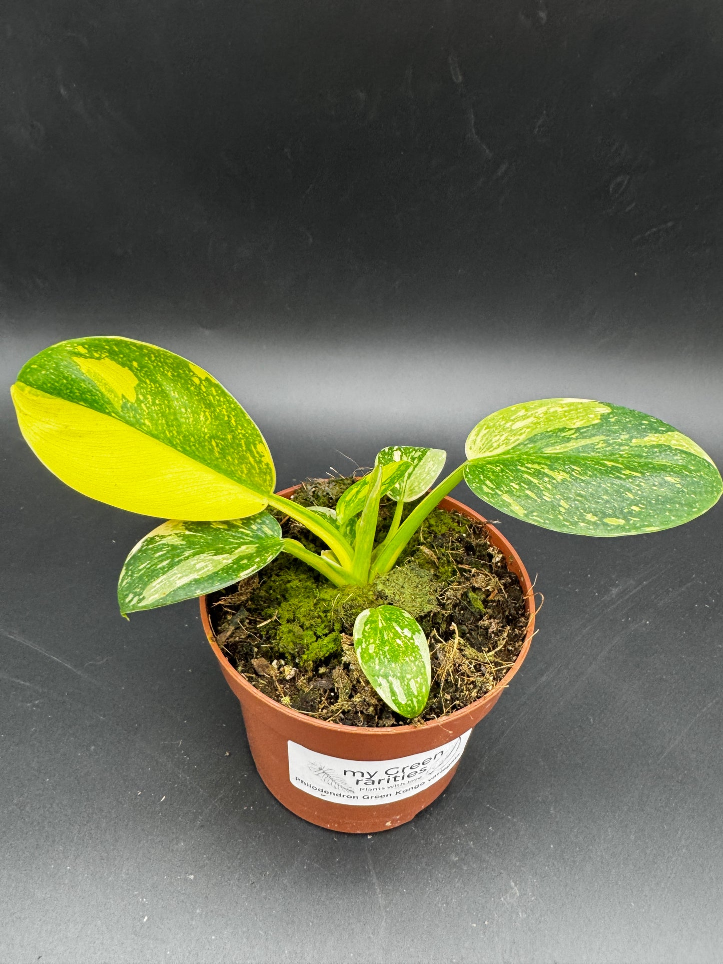 Philodendron Green Kongo variegata