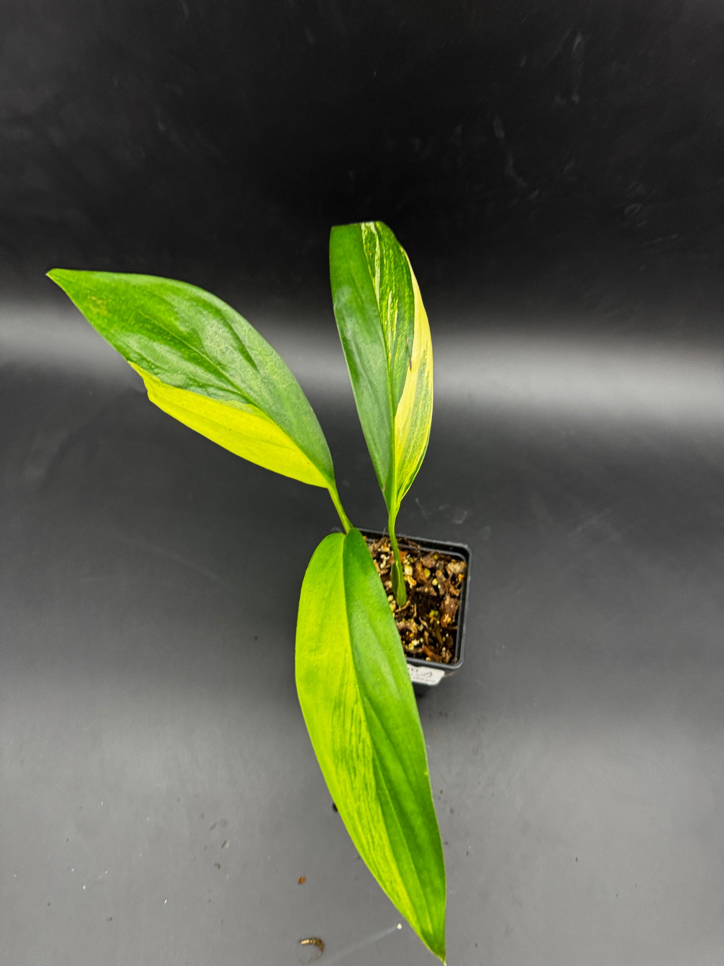 Epipremnum amplissimum Aurea