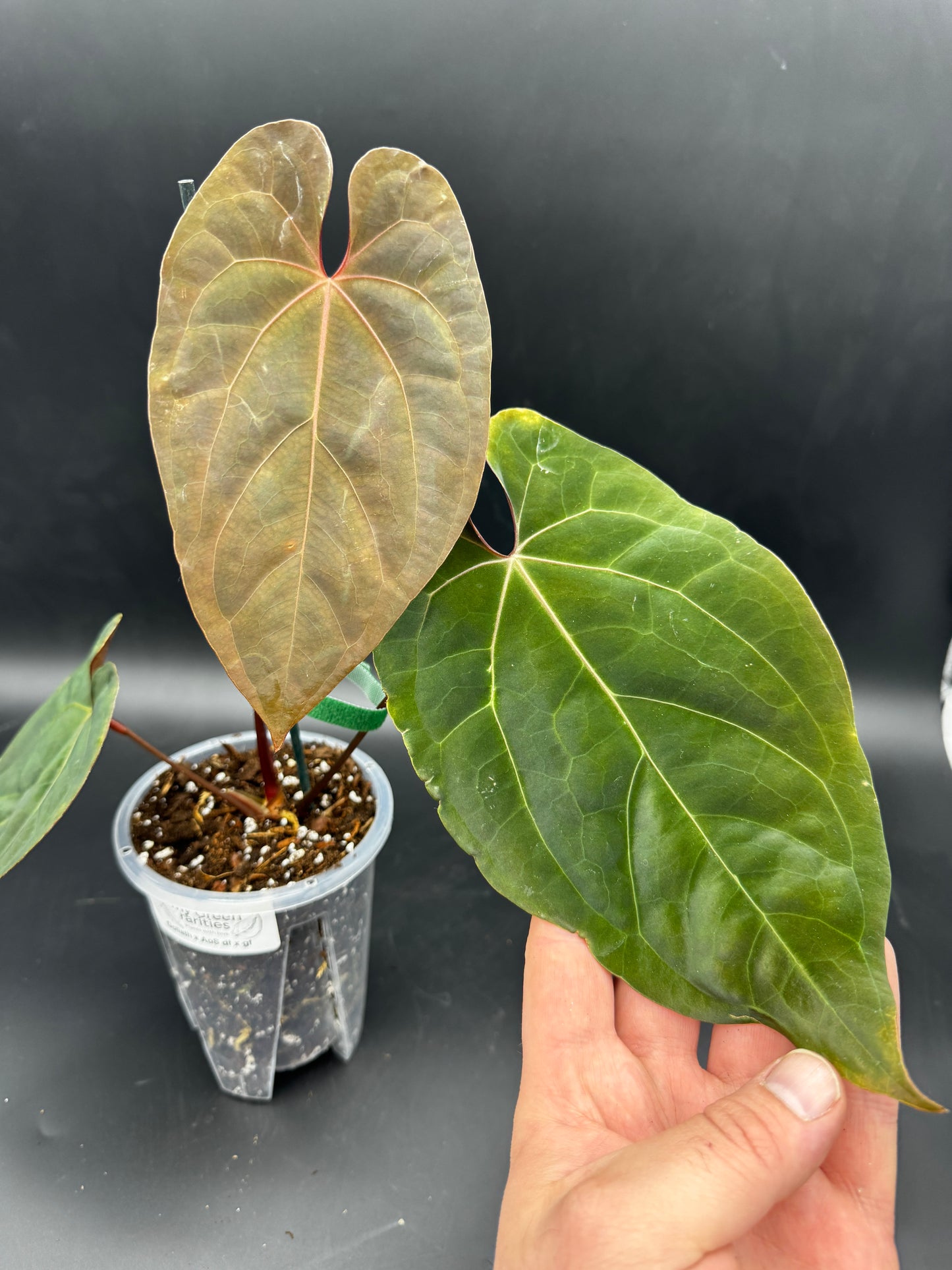 Anthurium Goliath x Ace of Spades Dark Form x Green Form
