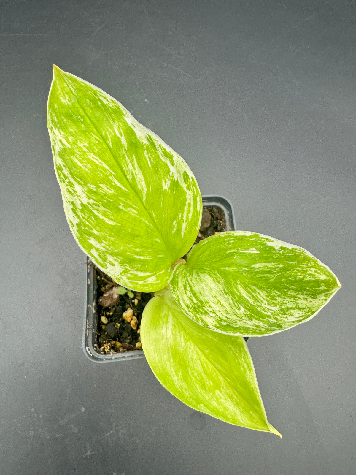 Scindapsus Catas