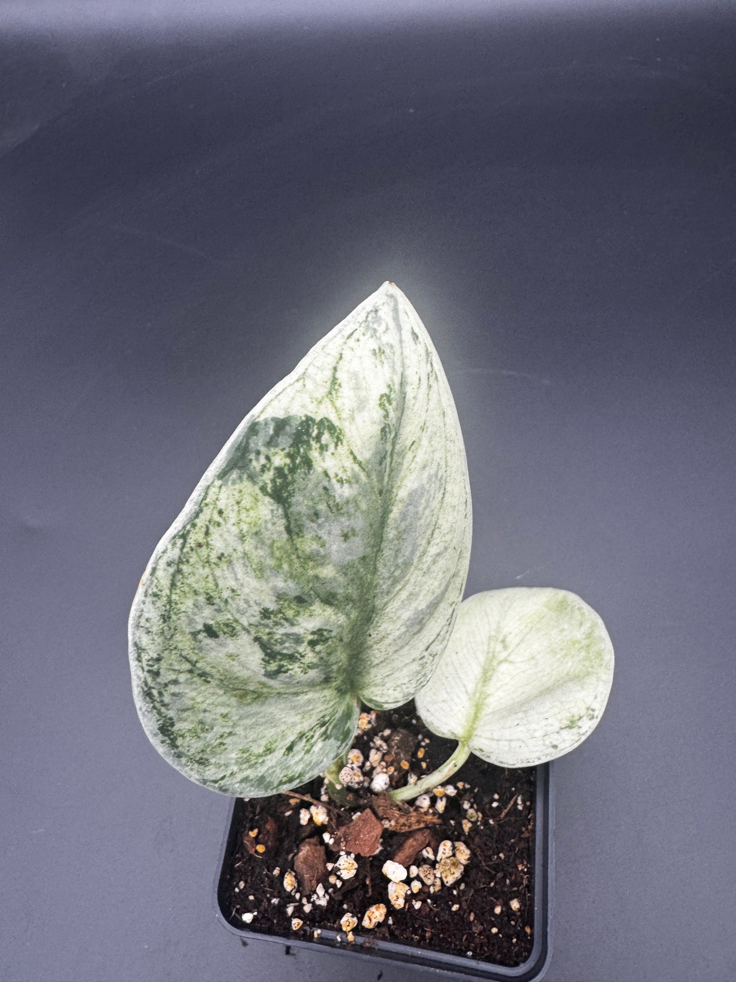 Scindapsus exotica Hologram
