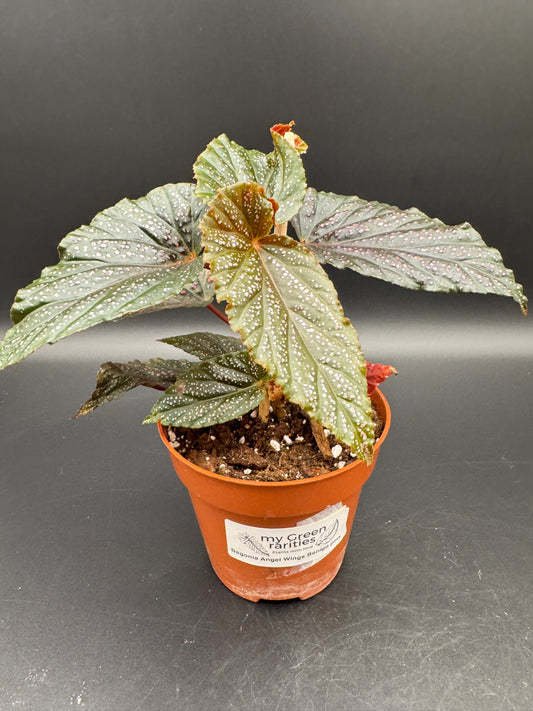 Begonia Angel Wings Benigo pink