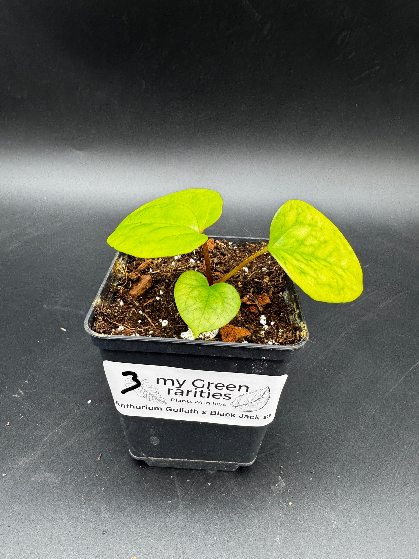 Anthurium Goliath x Black Jack