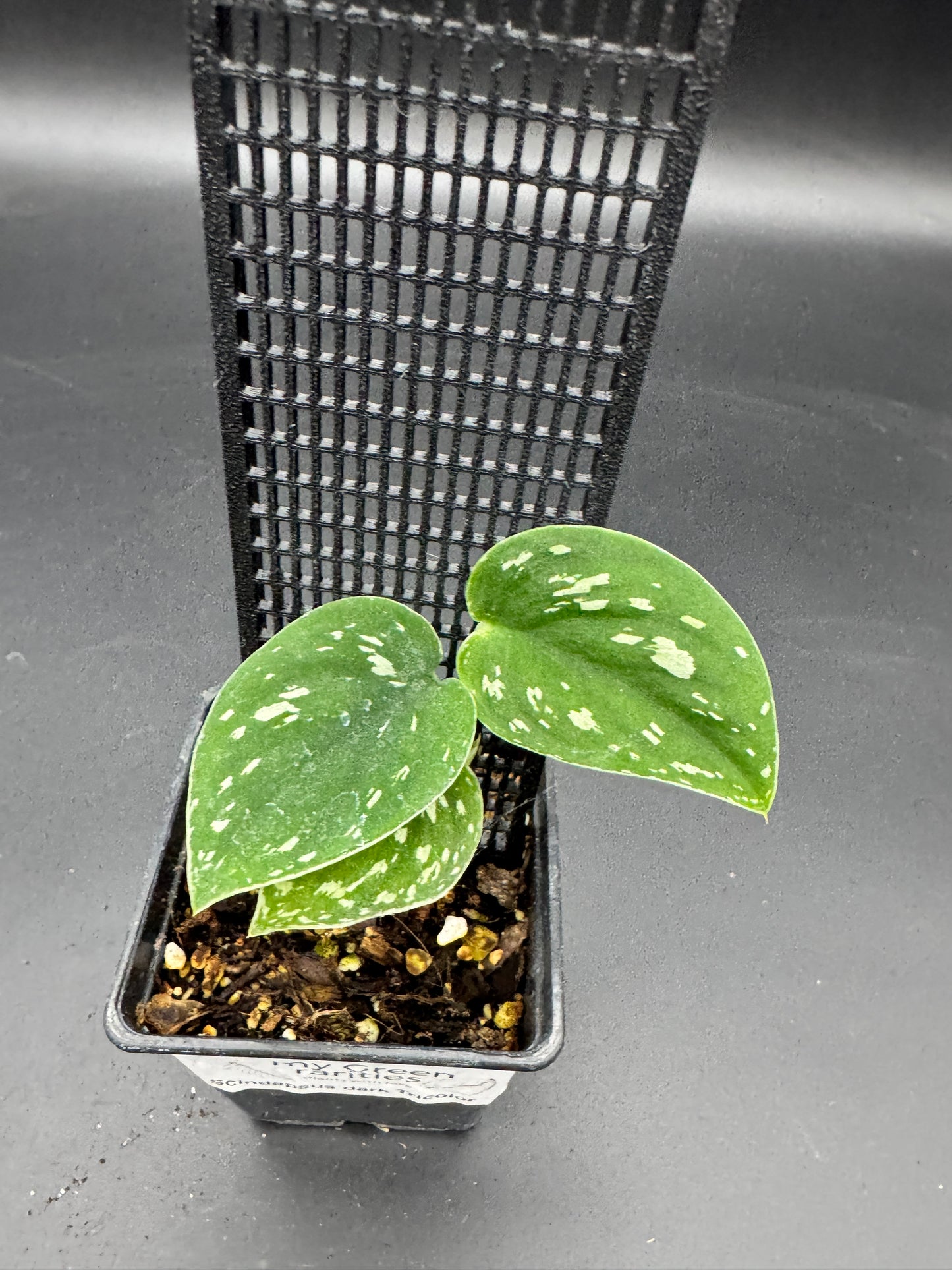 Scindapsus Dark Tricolor