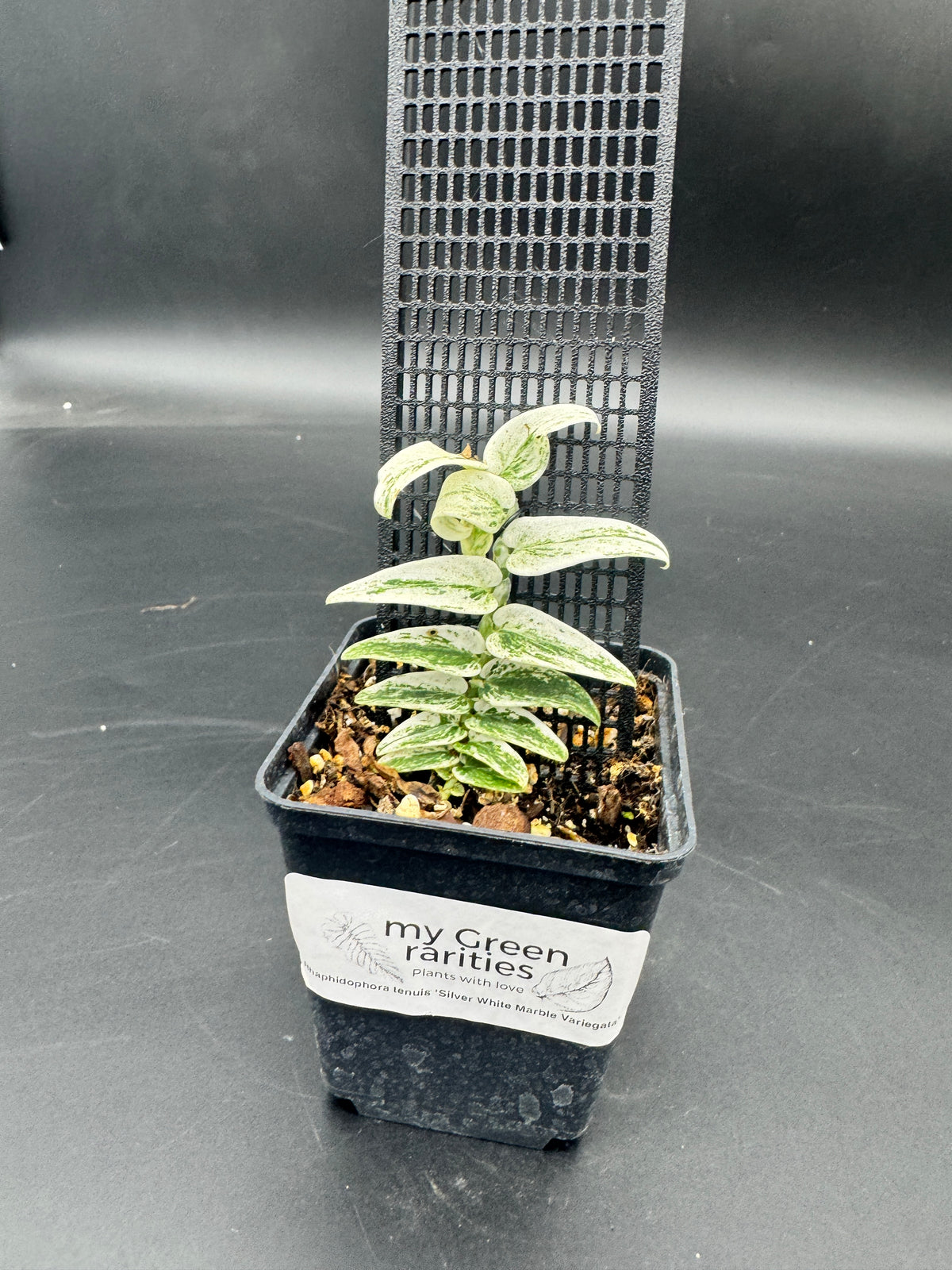 Rhaphidophora Tenuis Silver white Marble variegata
