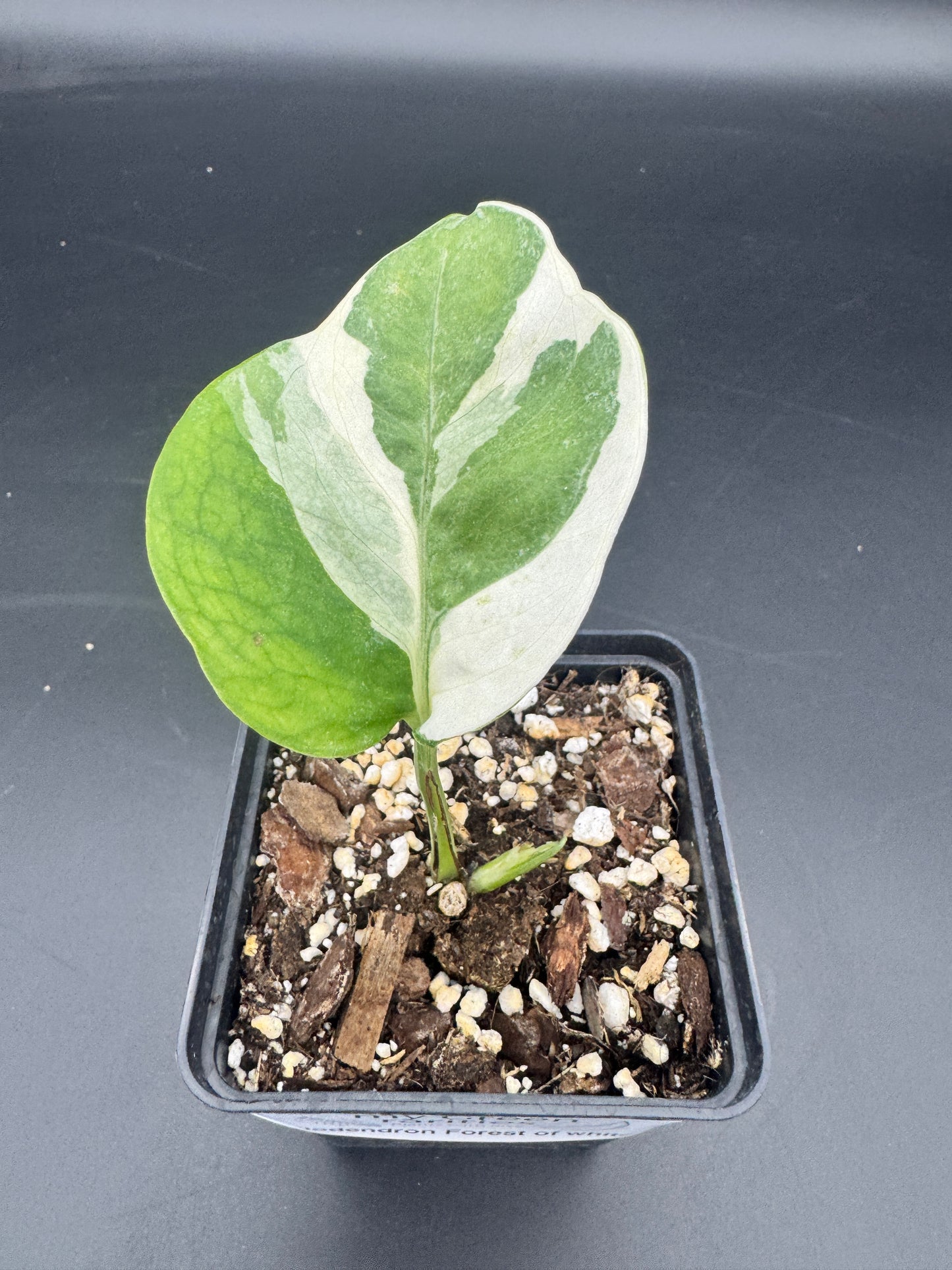 Philodendron Forrest of white