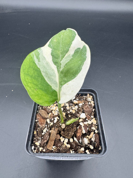 Philodendron Forrest of white