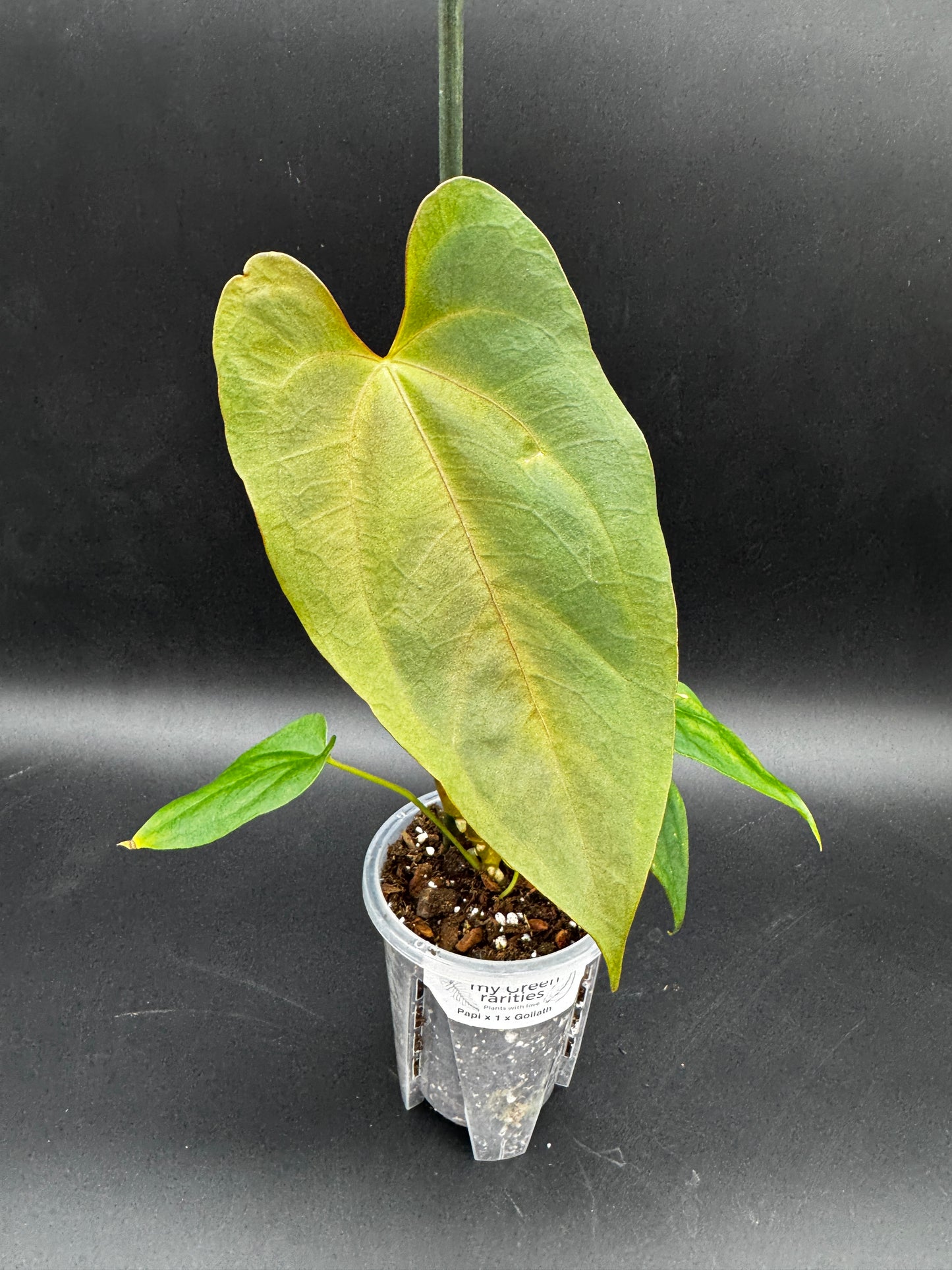 Anthurium Papi x Goliath