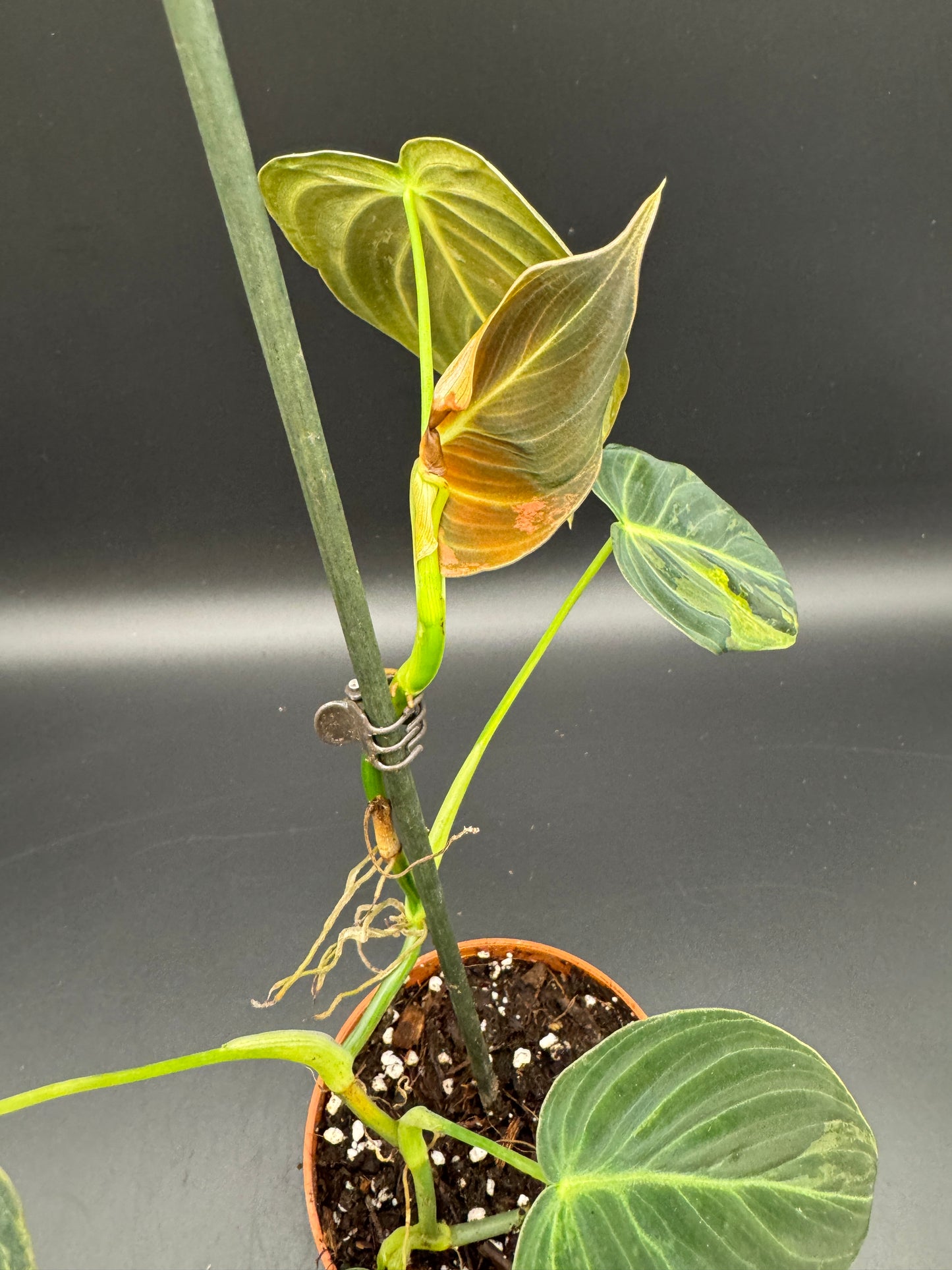 Philodendron melanochrysum variegata