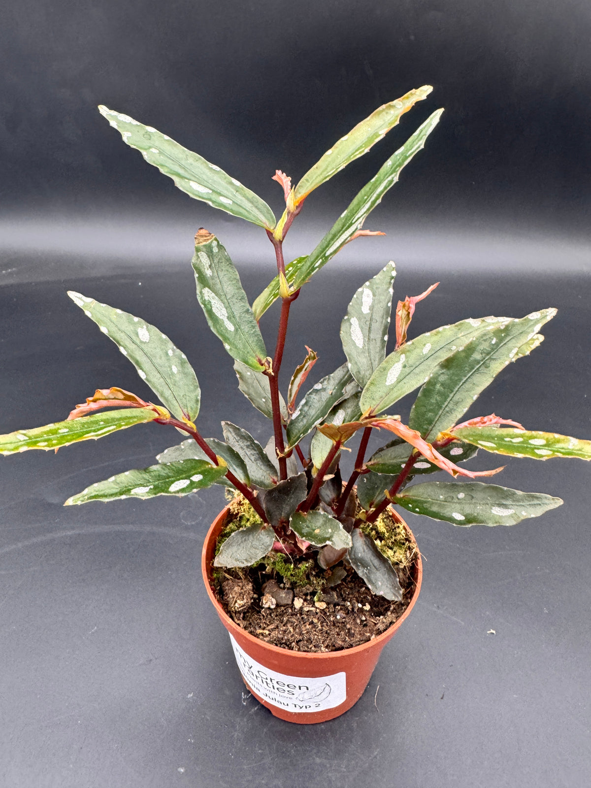 Begonia Julau Typ 2