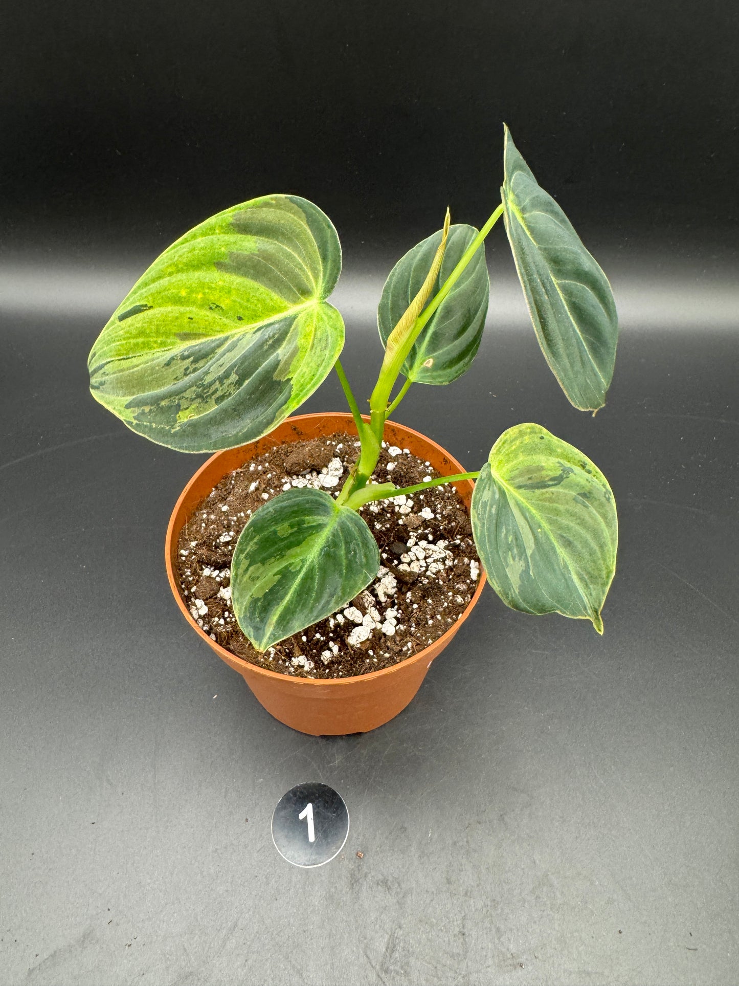 Philodendron melanochrysum variegata