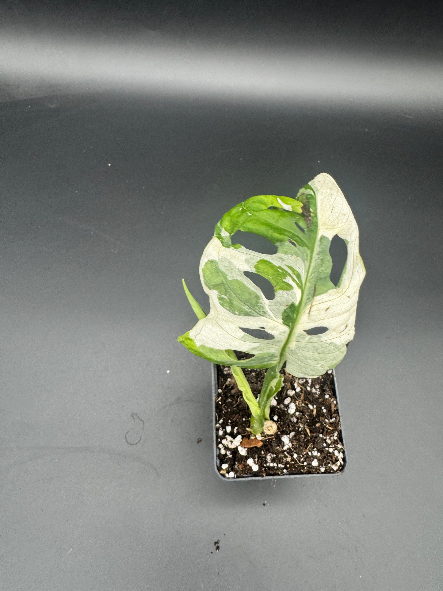 Monstera Adansonii Albo variegata
