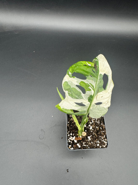Monstera Adansonii Albo variegata
