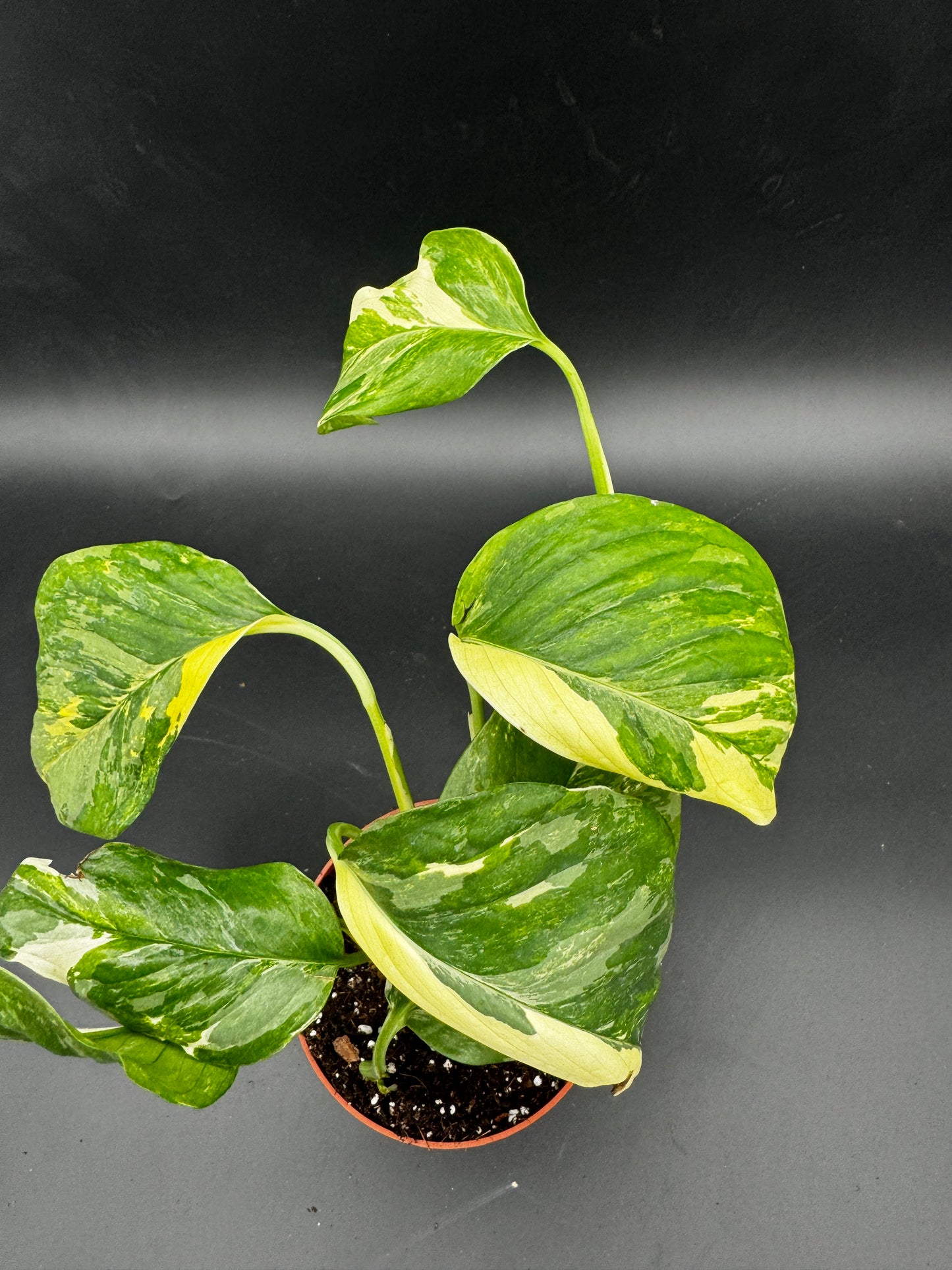Monstera Lechleriana variegata