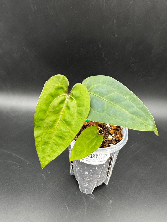 Anthurium Ace of Spades darkform x Luxurians X Ace of Spades
