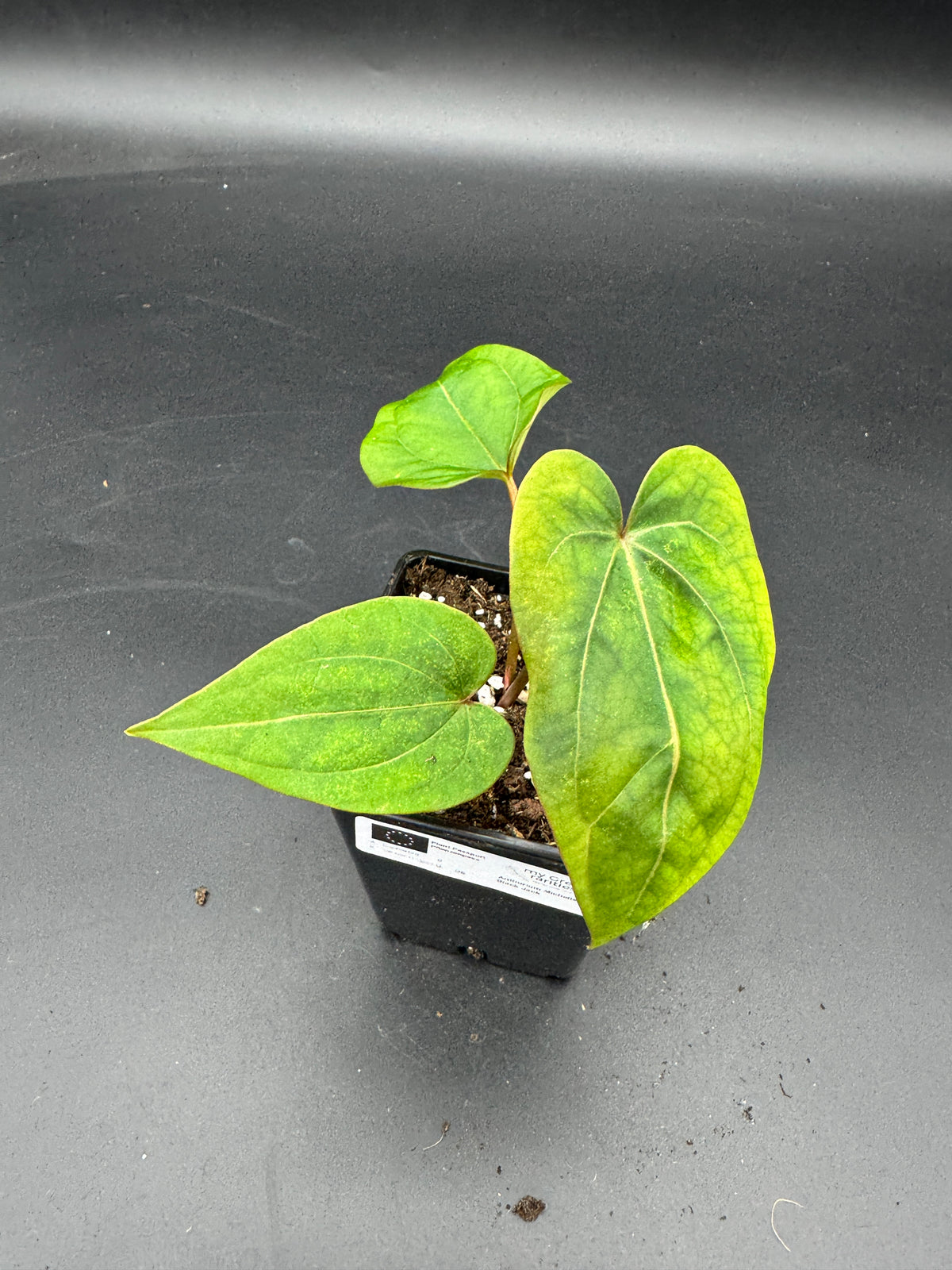 Anthurium Michelle x Black Jack
