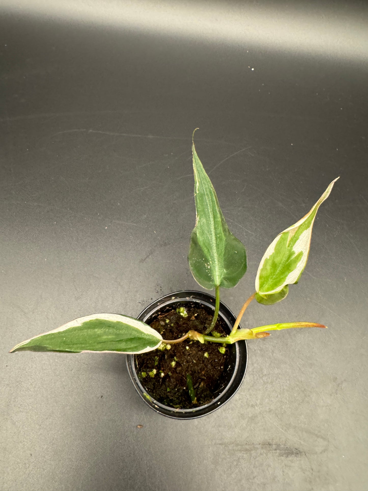 Philodendron micans velvet halo variegata