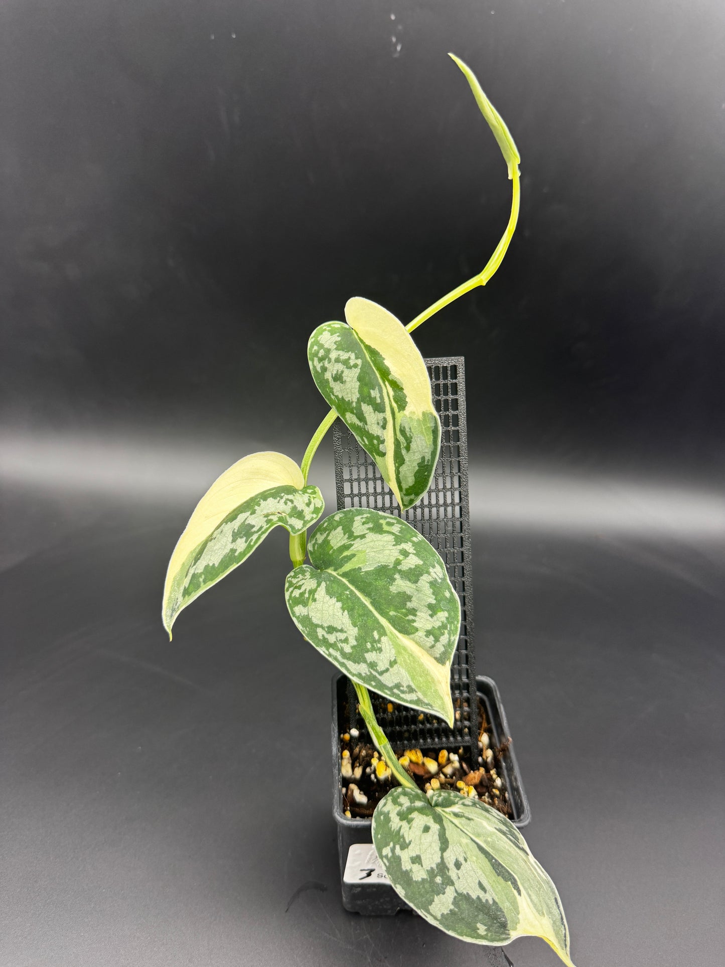Scindapsus Mayari