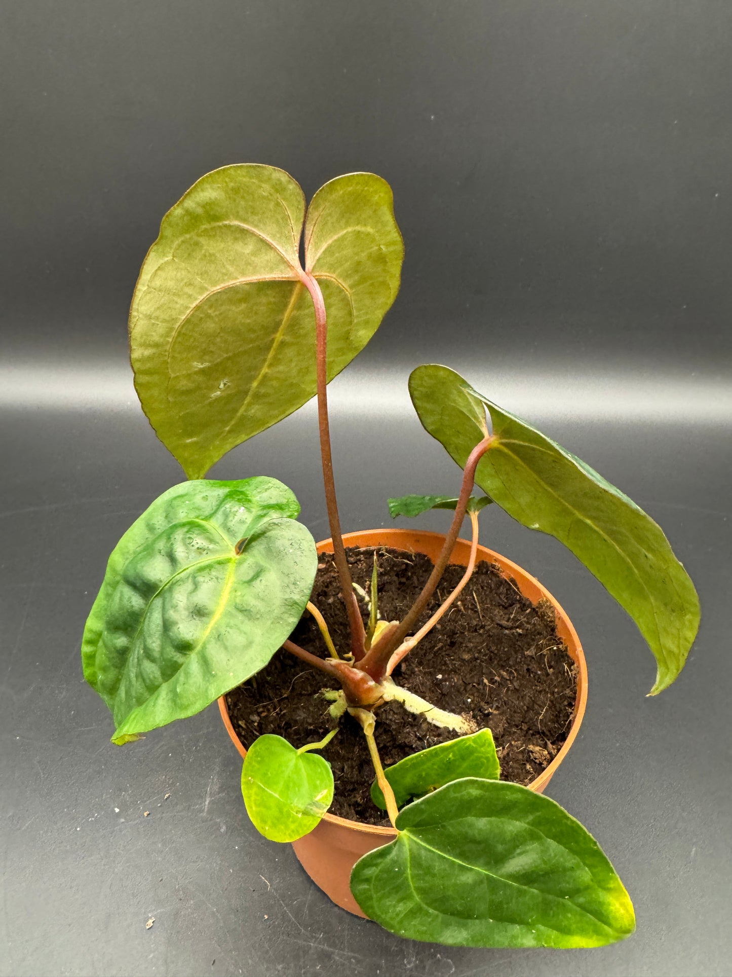 Anthurium papillilaminum x King of Spades