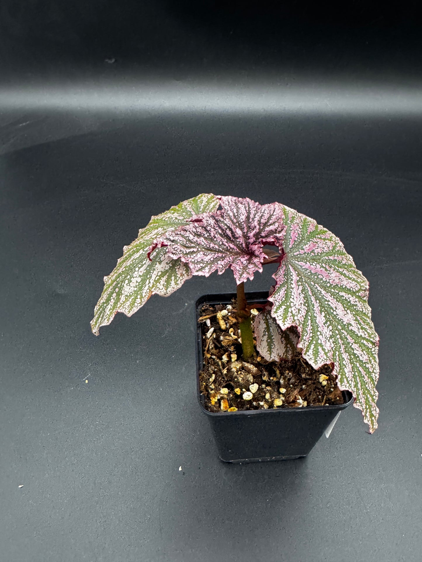 Begonia pink minx