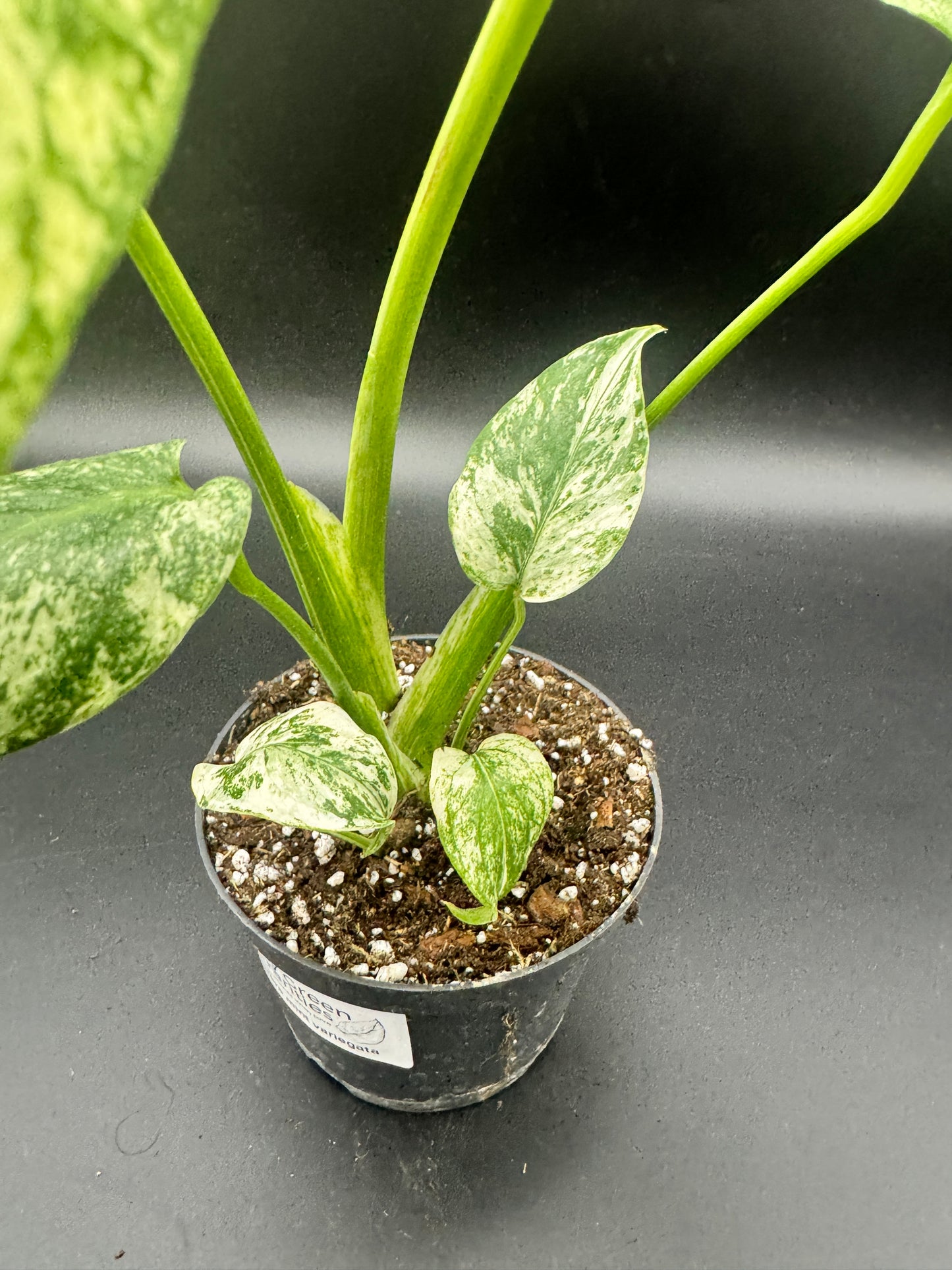 Monstera Mint variegata