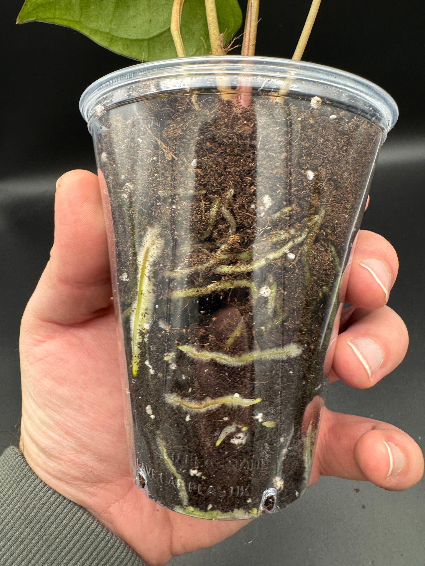 anthurium papillilaminum x king of spades