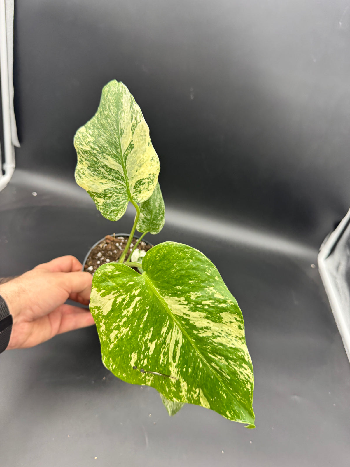 Monstera mint variegata
