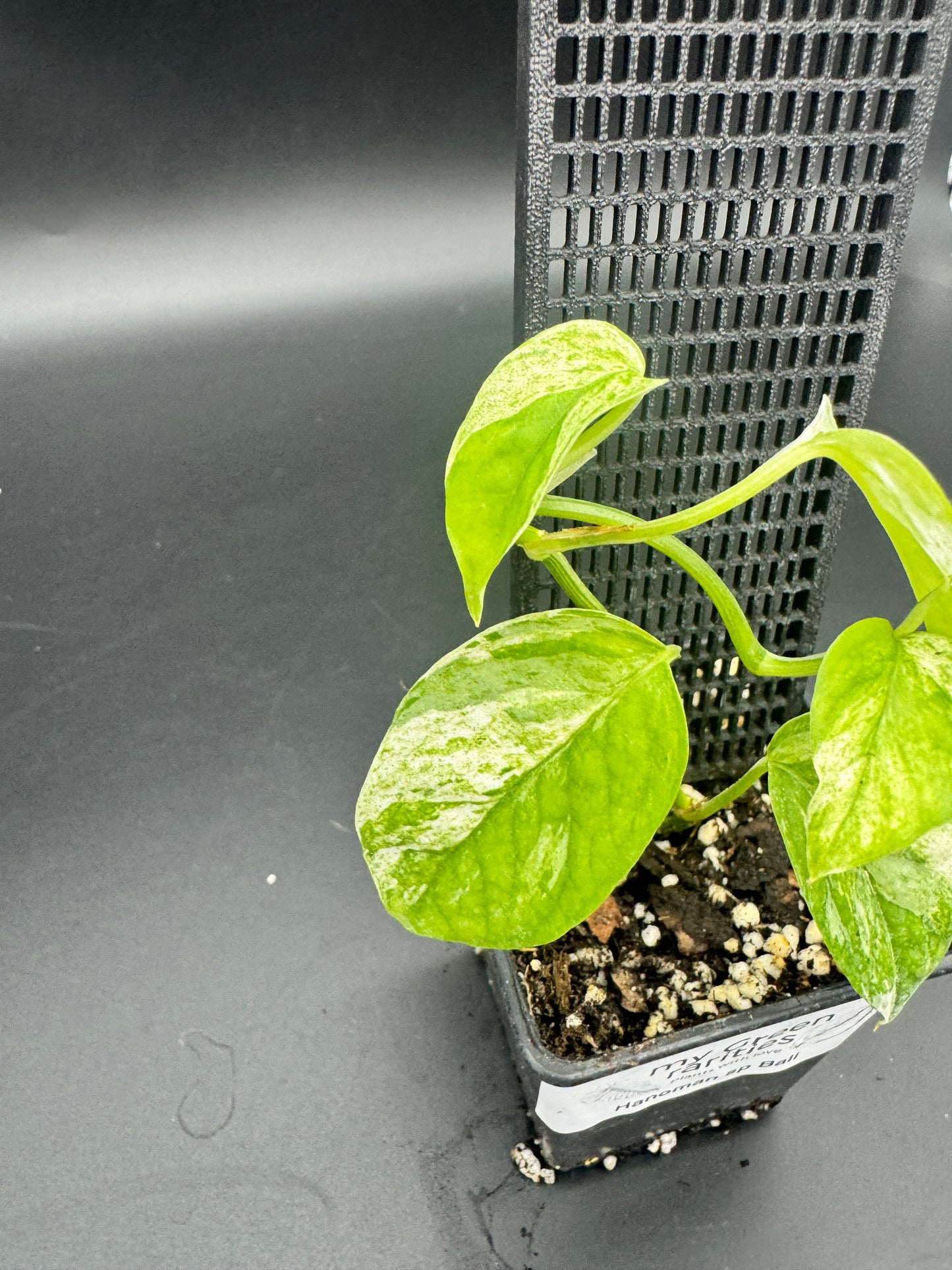 Epipremnum hanoman sp Bali
