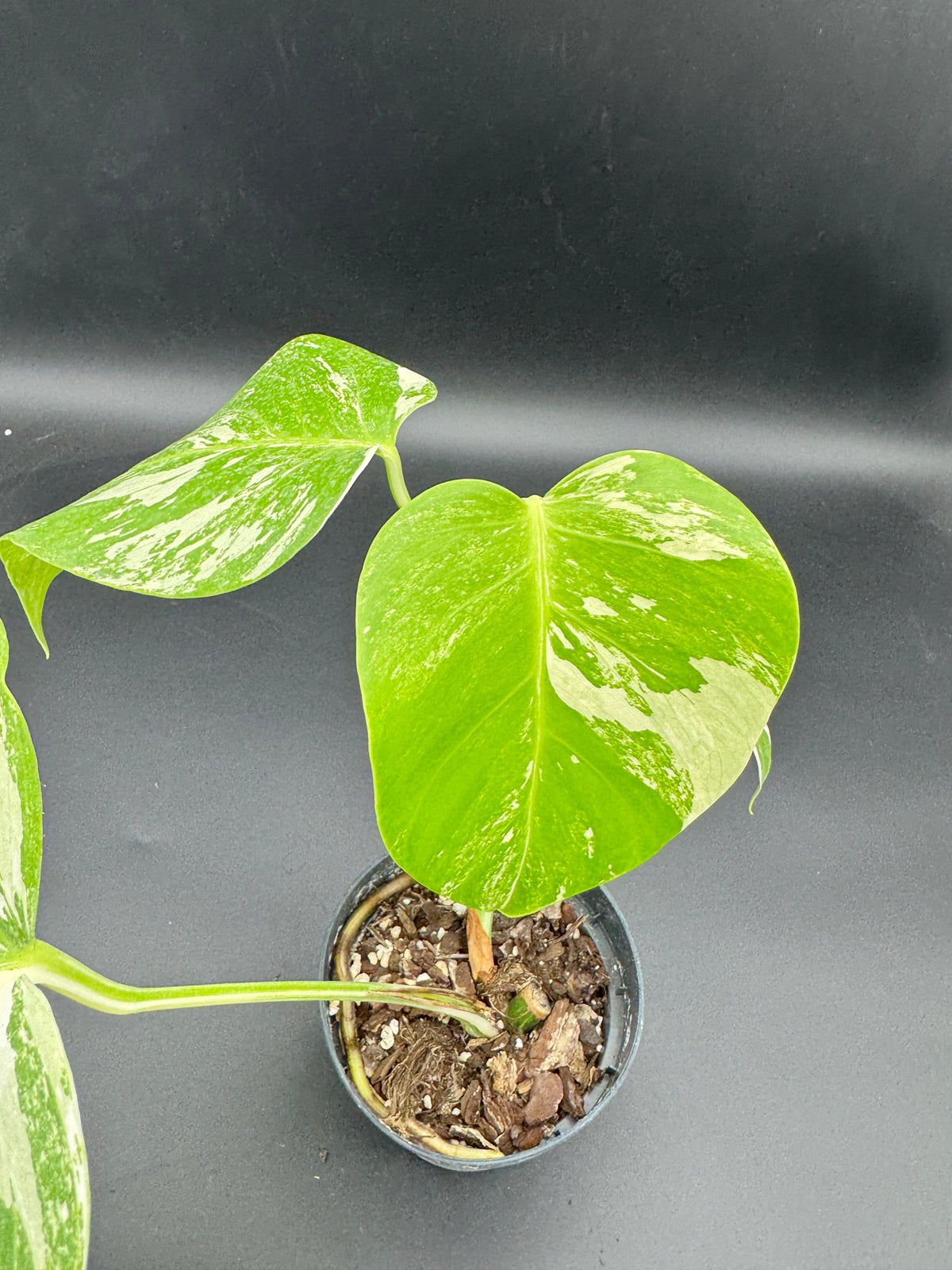 Monstera deliciosa variegata