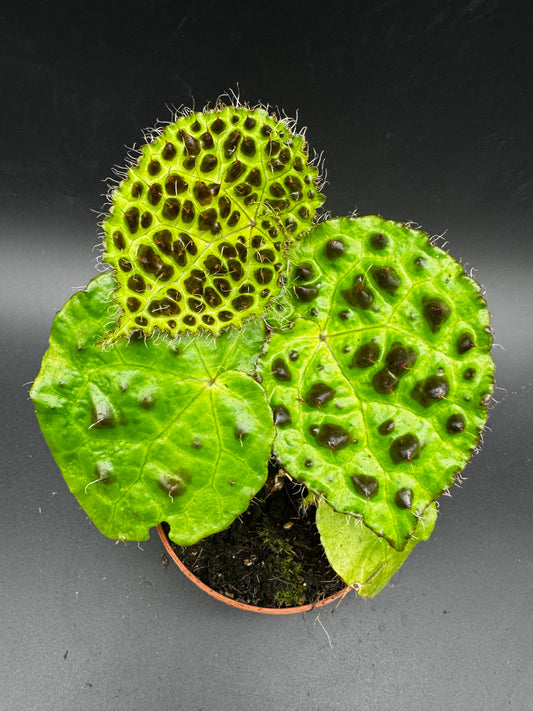 Begonia Ferox