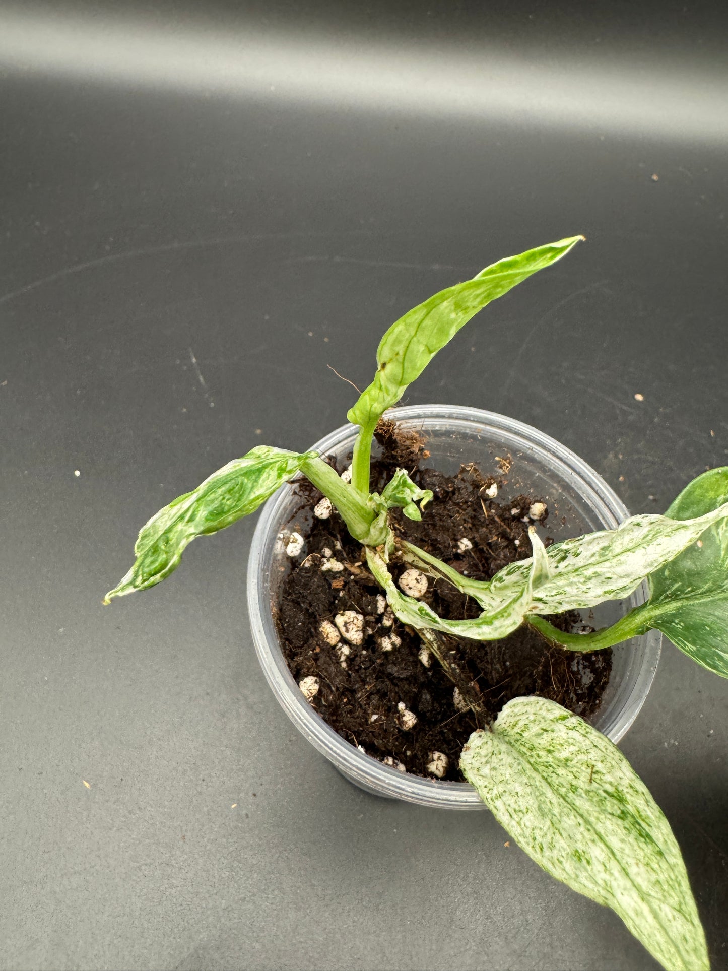 Epipremnum pinnatum Domino