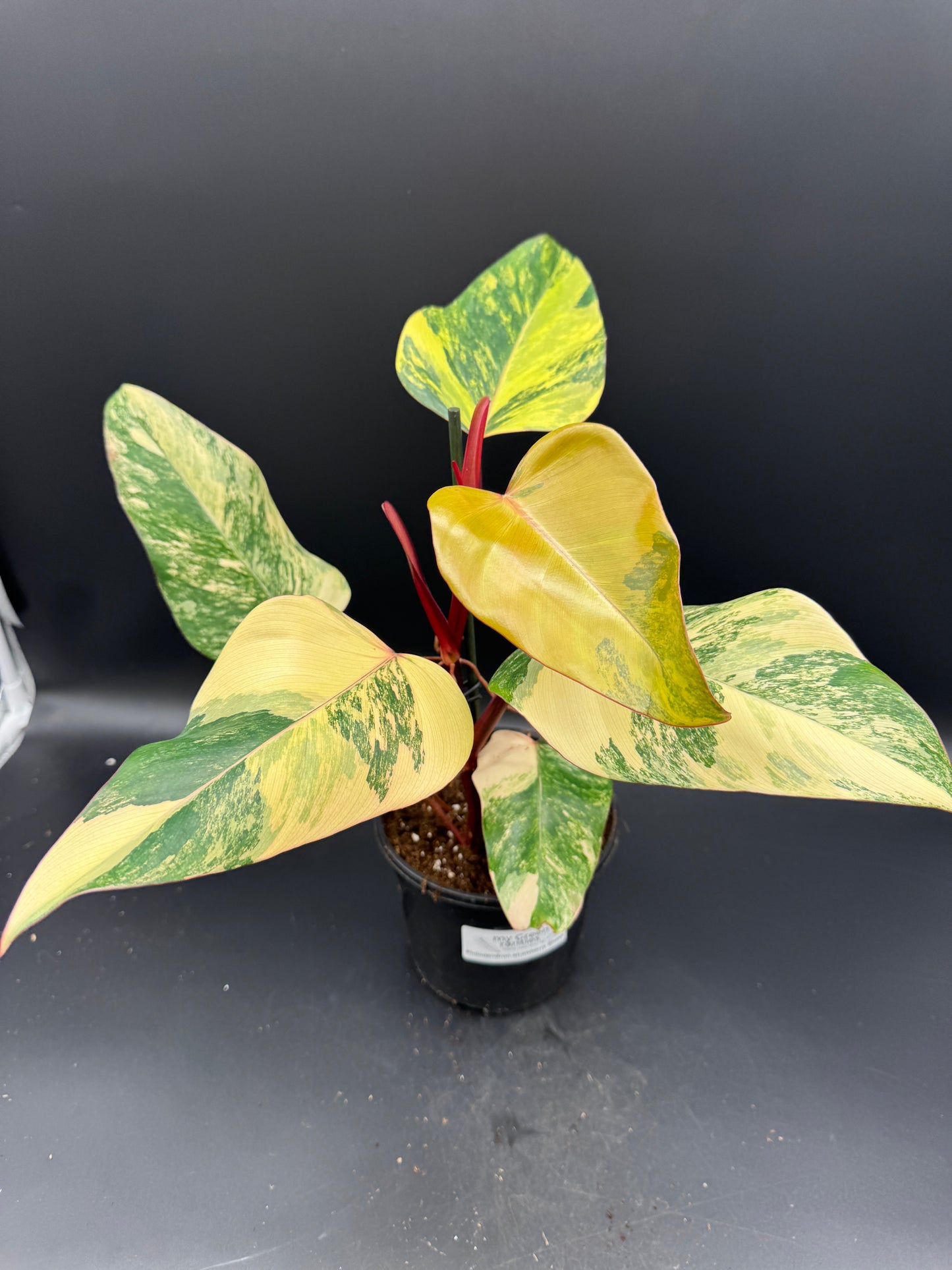 Philodendron Strawberry Shake