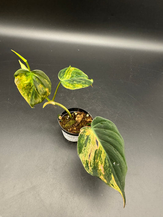 Philodendron micans variegata