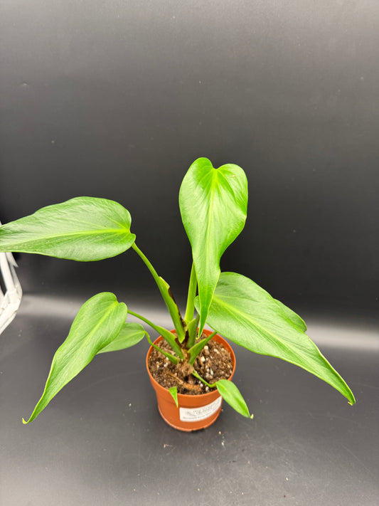 Monstera burle marx Flame