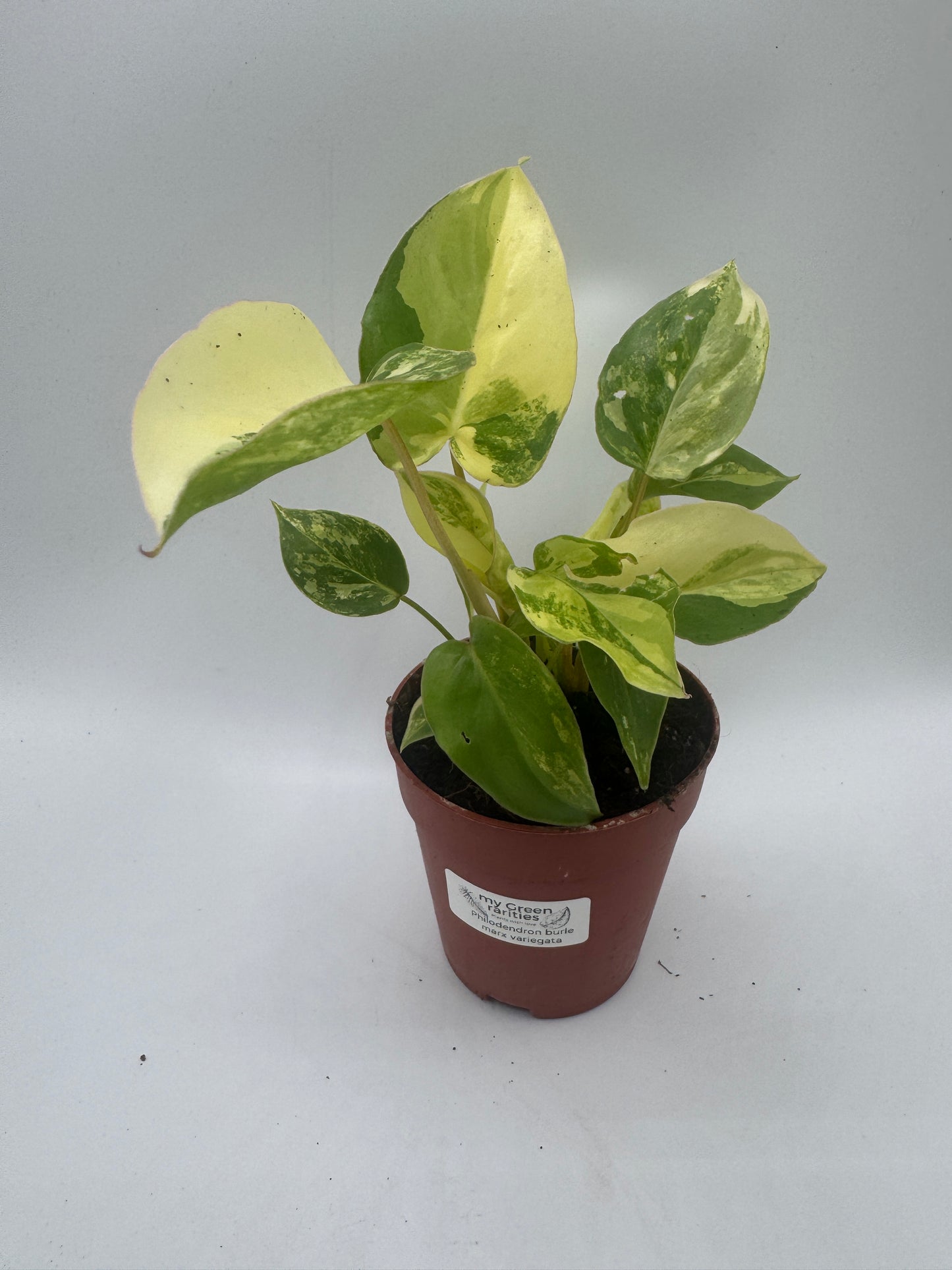 Philodendron burle marx variegata