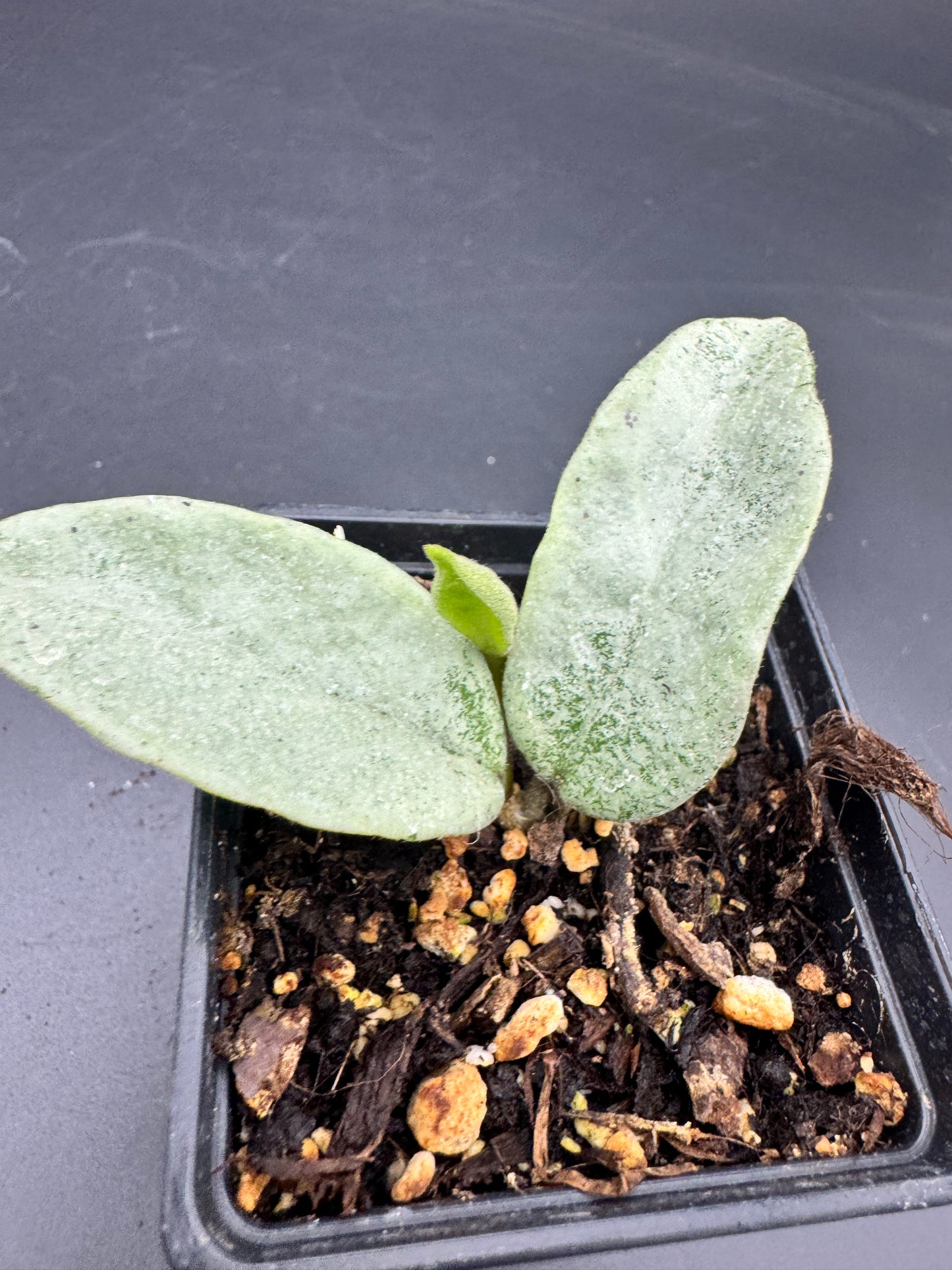 Hoya carnosa Nova Ghost