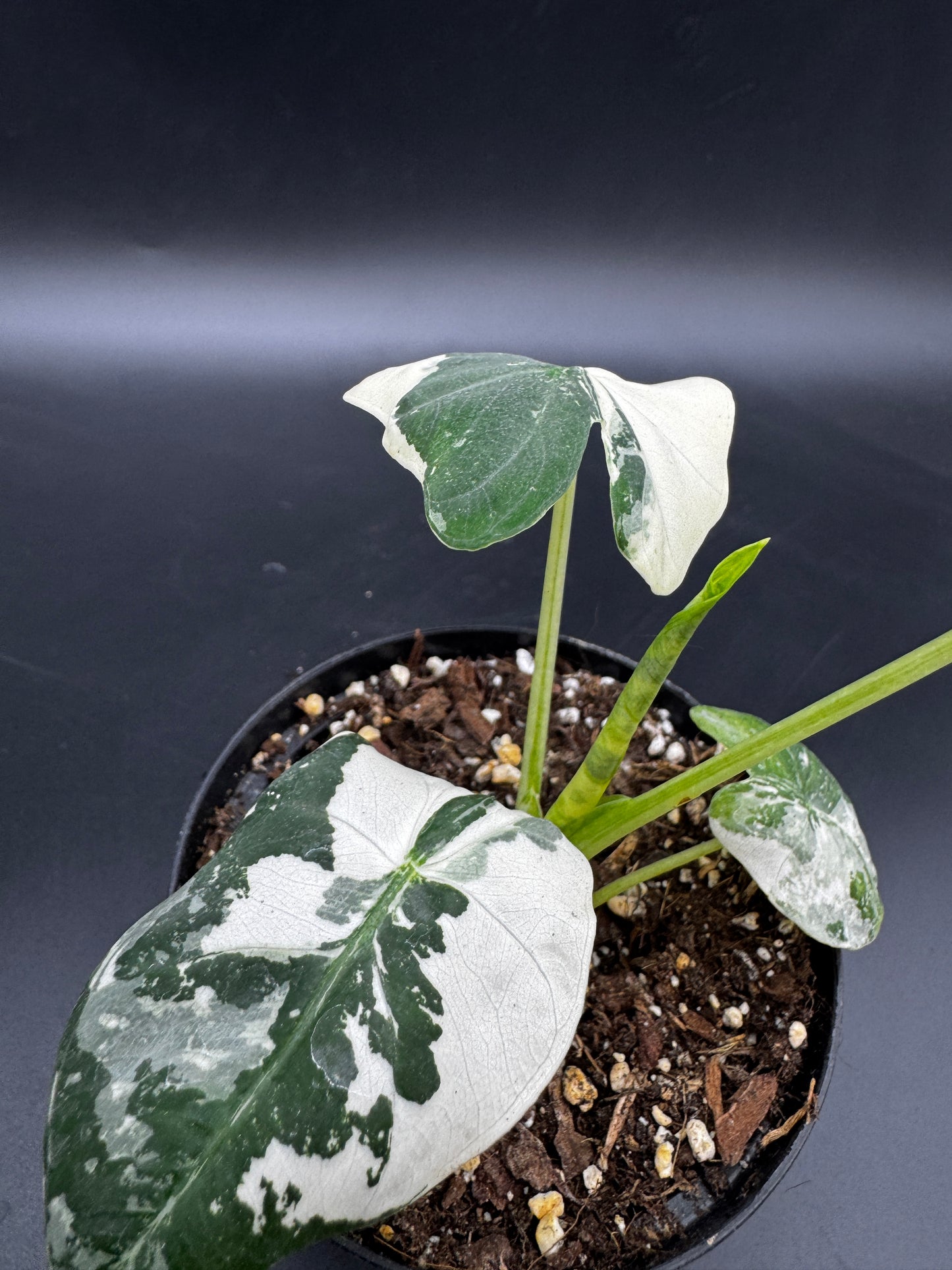 Alocasia Frydek variegata